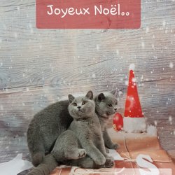 Voeux de noël